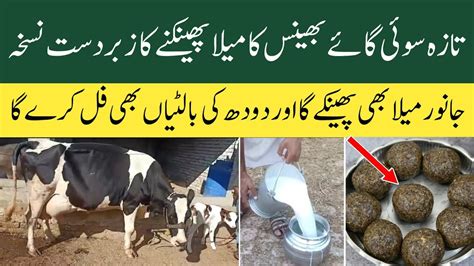 Taza Sui Gaye Bhains Ka Mela Phainkny Ka Best Misala Dairy Farming In