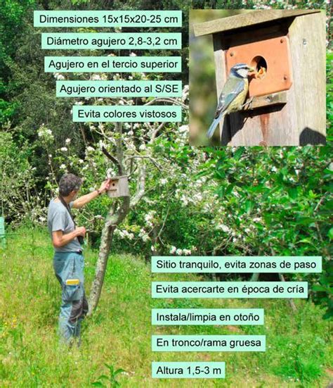 Las Cajas Nido Para P Jaros Ayudan A Controlar Las Plagas Del Manzano