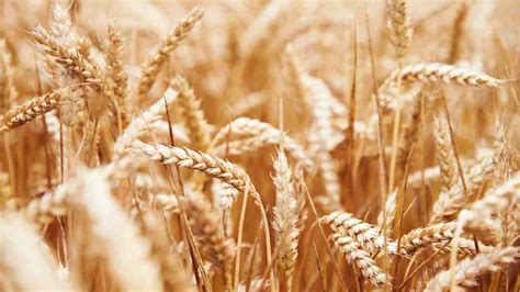 Wheat Sowing Marginally Down By The Agriculture Times