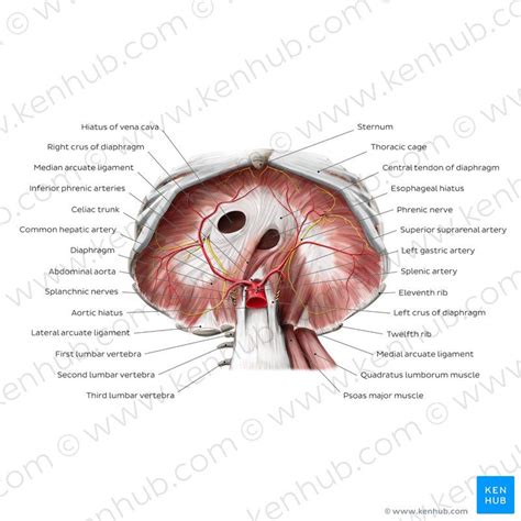 Esophageal Hiatus Anatomy