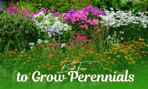 When Is The Best Time To Plant Perennials Lets Find Out