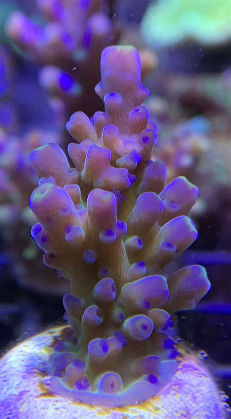 Acropora Gomezi Green Purple WYSIWYG CommunityCorals