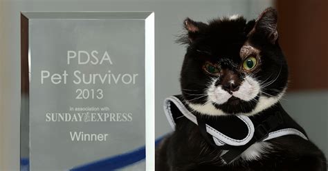 Pdsa Pet Survivor Of The Year 2013 Robbie Pdsa