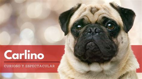 Cómo saber si mi perro es Carlino Blog de ADOPTA un Animal