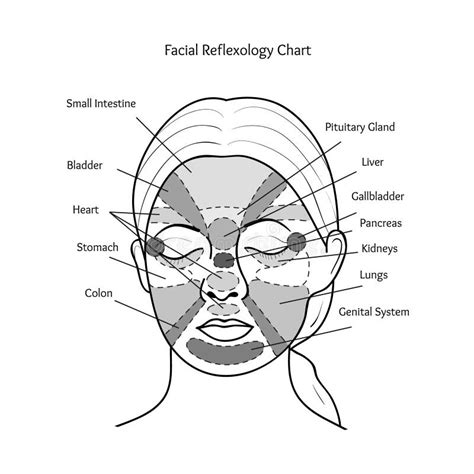 Visage Réflexologie Homme Femme Graphique Organes Intérieurs Zones De