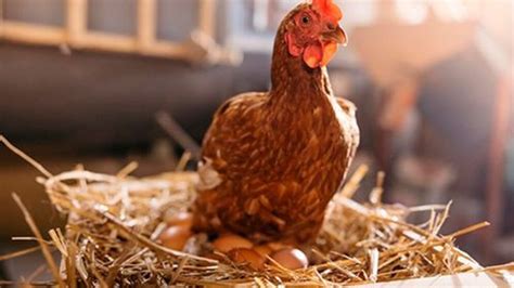 Científicos finalmente responden Qué fue primero el huevo o la gallina