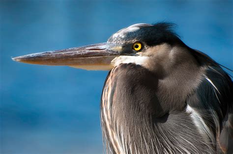 Interesting Nature Facts Great Blue Heron Richleighton