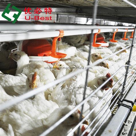 Broiler Poultry Farm Equipment Automatic Battery Cages For Broiler