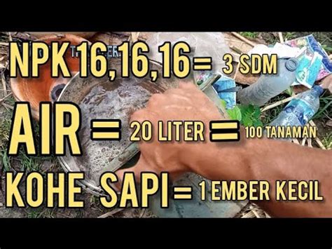 Cara Mudah Membuat POC Dari Kotoran Sapi Campur Dengan 3 Sdm NPK 16