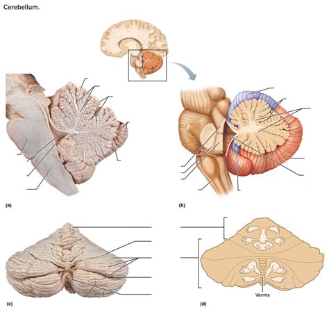 Cerebellum Diagram Quizlet