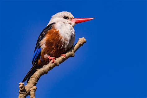 Birds with Red Beaks: 20 Species with This Unique Marking - A-Z Animals