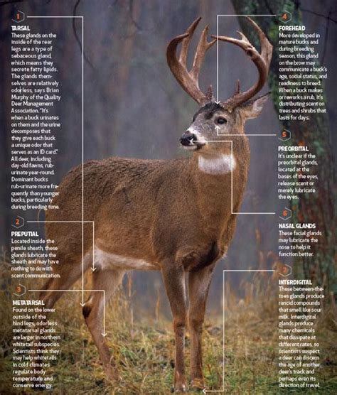 Deer Anatomy Lesson: How Buck Scent Glands Really Work | Outdoor Life