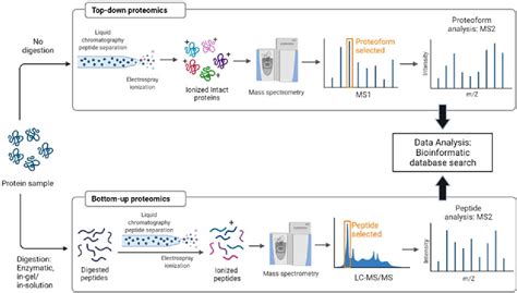 [PDF] Applications of Tandem Mass Spectrometry (MS/MS) in Protein ...