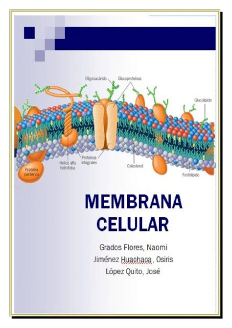 DOCX La Membrana Plasmática Completo DOKUMEN TIPS