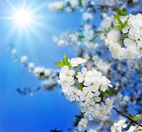 весна природа | Bloesem, Bloemen