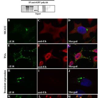 P Positive Aggresome Formation A I Hela Cells Stably Expressing