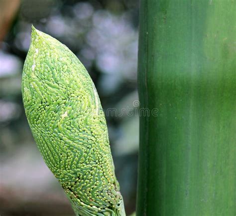 Flor De La Nuez De Betel Del Primer Imagen De Archivo Imagen De