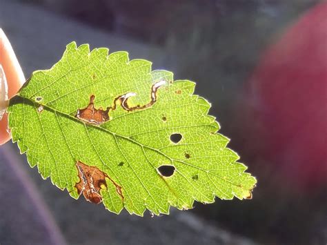 Bucculatrix Albedinella Somerset Moths