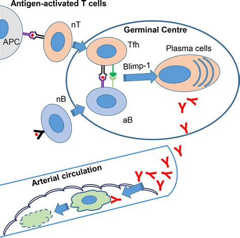 Follicular B Cells Promote Atherosclerosis Via T Cellmediated