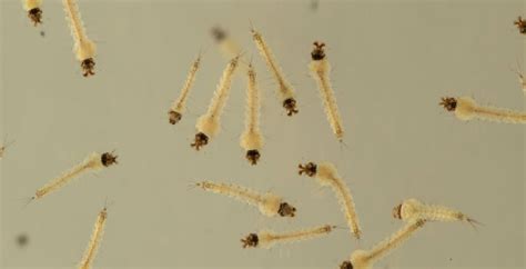 Mosquito larvae are surprisingly advanced