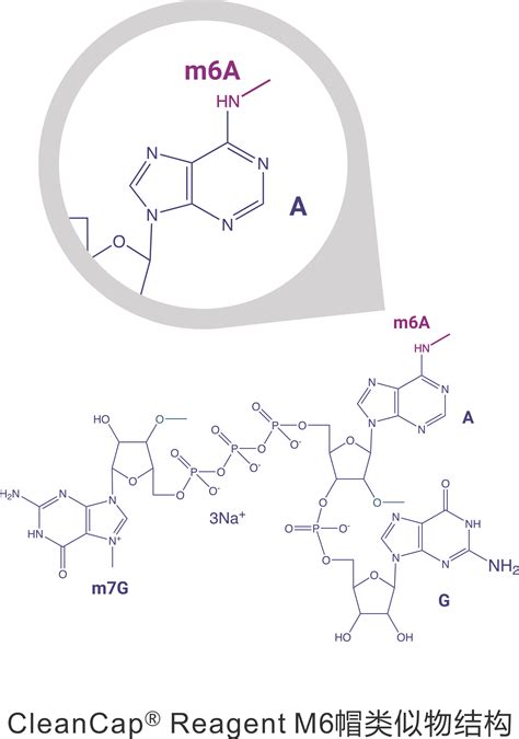 Trilink Cleancap®m6帽类似物，显著提高您的mrna效力。 产品资讯 资讯 生物在线