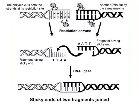 Recombinant Dna Technology Tools And Techniques Ppt