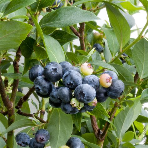 Myrtillier Conseils De Plantation Taille Et Entretien