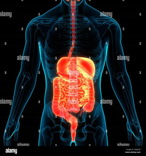 Anatomie Der Menschlichen Verdauungssystem Stockfotografie Alamy