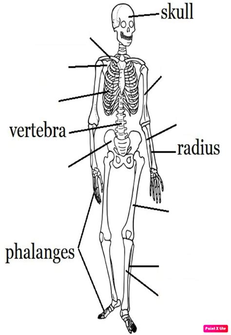 Skeletal System Diagram Quizlet