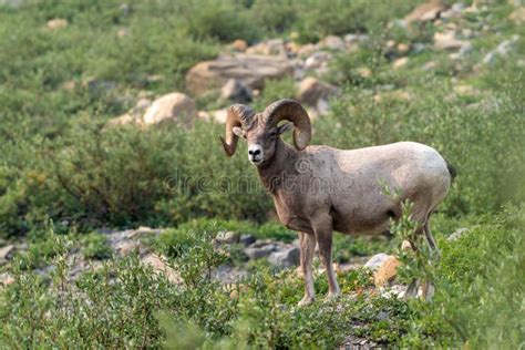 Ram Bighorn Sheep Along The Grinnell Glacier Trail In Glacier National