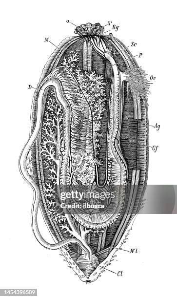 Sea Cucumber Anatomy