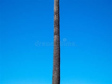 Summer Nature Scene Lonely Coconut Palm Tree On Blue Sky Background