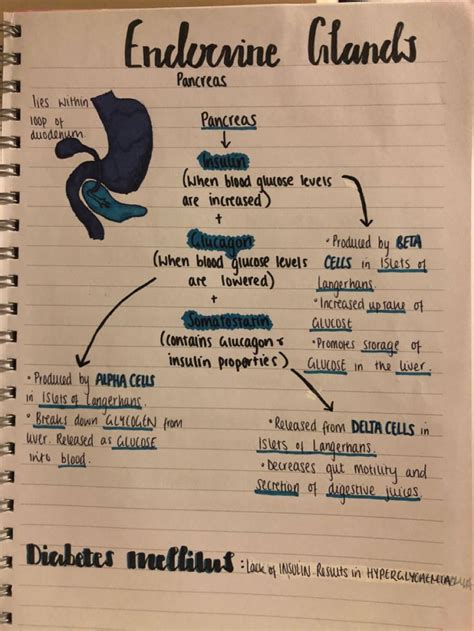 Endocrine System Nurse Study Notes Medical School Stuff Medical