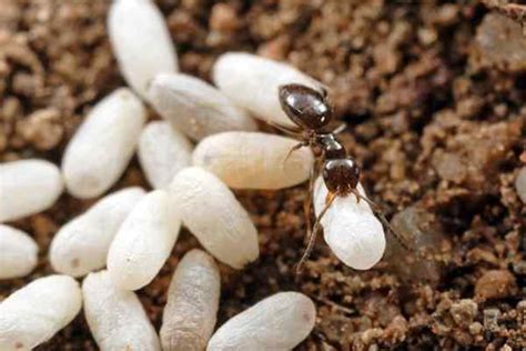 Unlocking The Mysteries What Do Ant Eggs Look Like