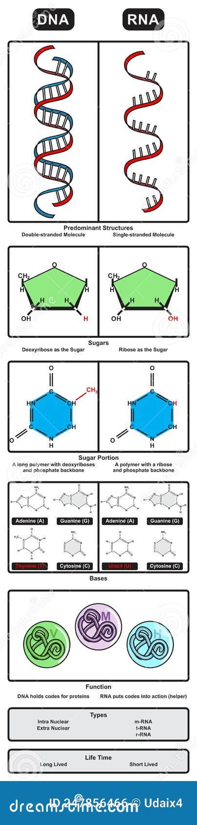 Dna And Rna Comparison Chart