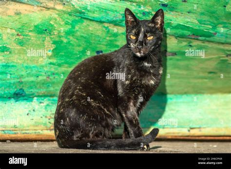 Gato de manchas negras fotografías e imágenes de alta resolución Alamy