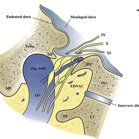 Jugular Fossa Ear