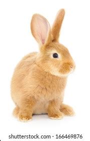 Isolated Image Brown Bunny Rabbit Stock Photo Shutterstock