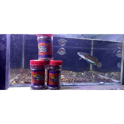 Jual Pelet Mangap Mangap Bang Fish X Fajar Arief Shopee Indonesia