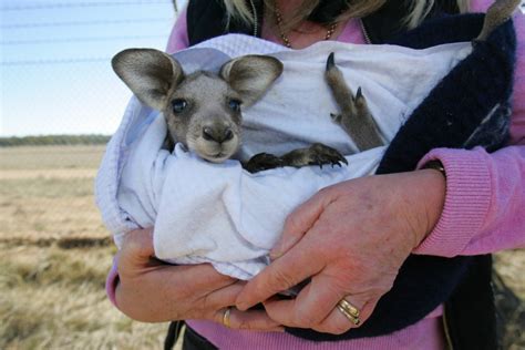 Aborigonal Activists Arrested In Protest Over Kangaroo Cull Daily