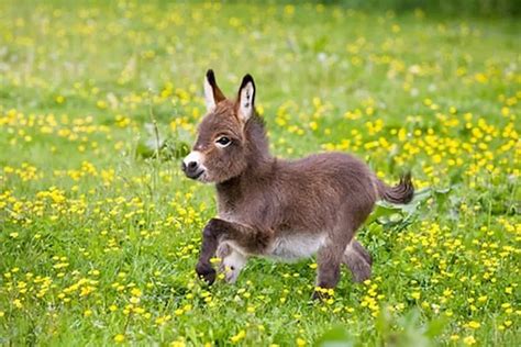 Âne nain (âne miniature) : tout savoir sur cet équidé avant d'adopter