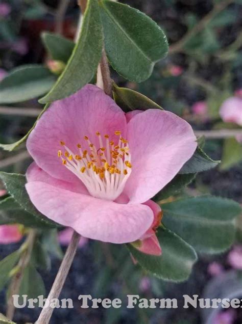 Camellia Hybrid Minato No Haru Urban Tree Farm Nursery