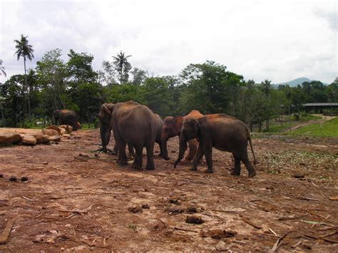 Visiting Wonders: Pinnawala Elephant Orphanage