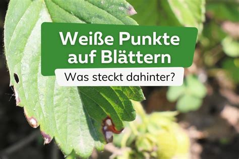 Kleine weiße Punkte auf Blättern was ist es