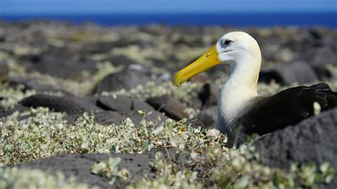 The Longest Living Species of Bird - Animals Around The Globe