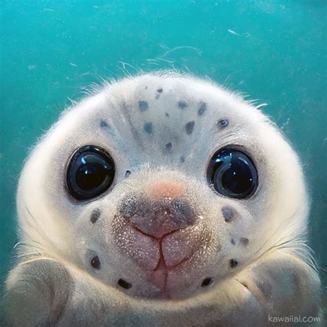 cute dogs baby seal hippo pig   selfie kawaii ai