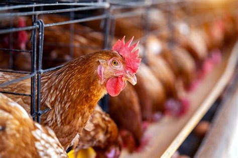 The Miserable Life Of Battery Caged Chickens Animal Agriculture And