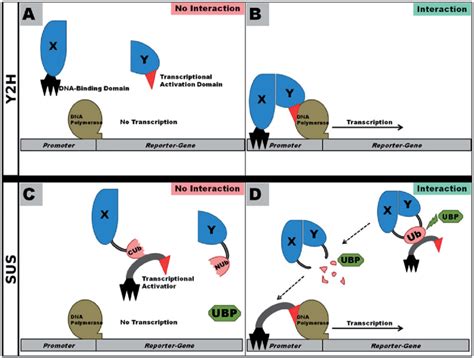 Schematic Diagrams For The Yeast Two Hybrid And Split Ubiquitin Download Scientific Diagram