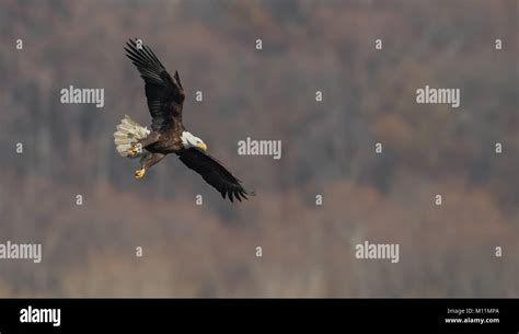 Bald eagle feet hi-res stock photography and images - Alamy