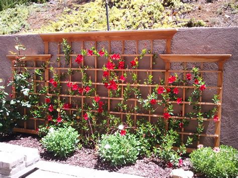 Redwood Trellis With Mandevilla Thew Trellis That Started Flickr